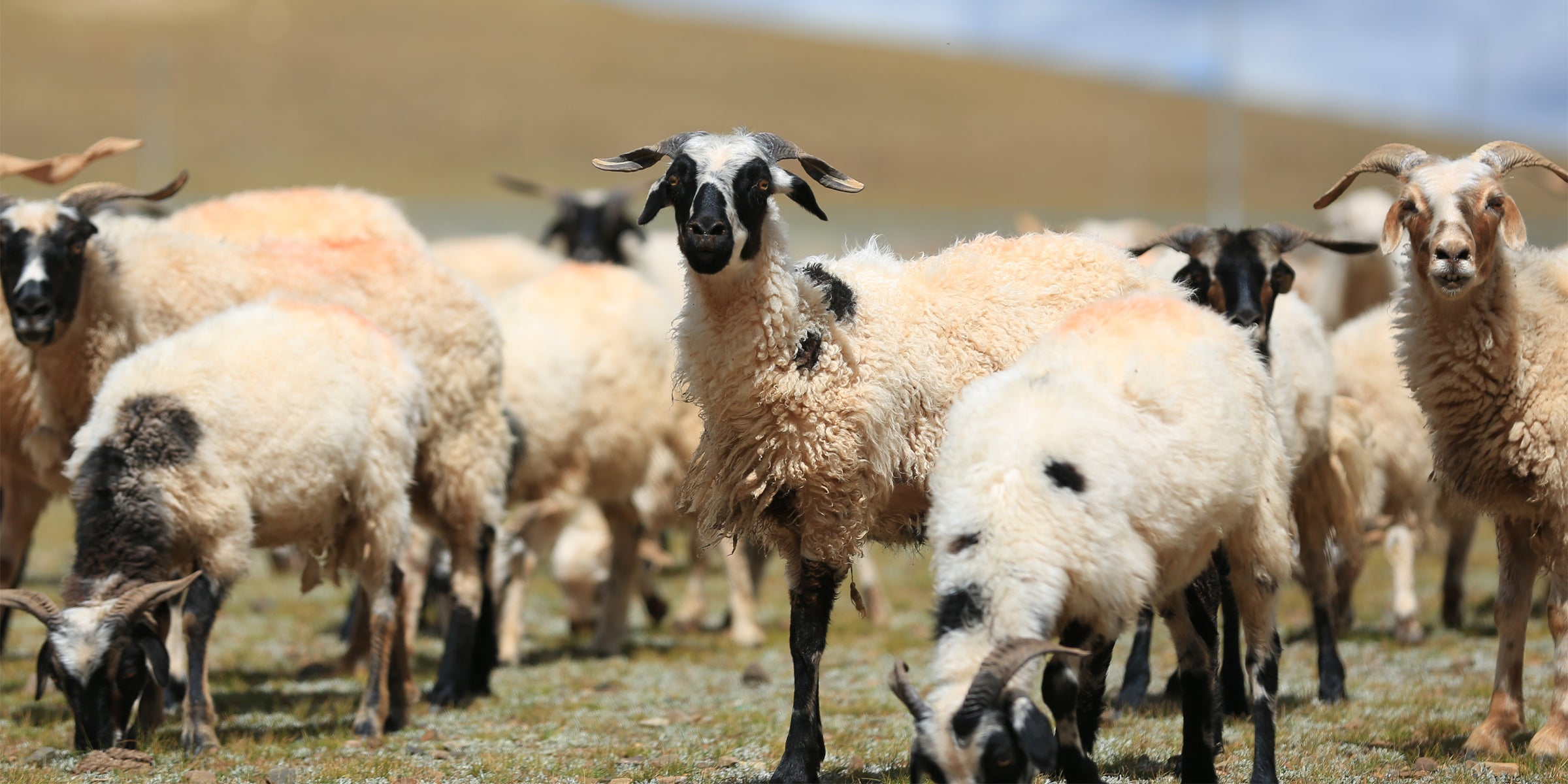 What Is Cashmere? A Guide to the World’s Most Cherished Fibre